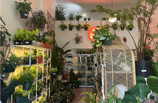 62128367d56329838ded8bd3_Plant