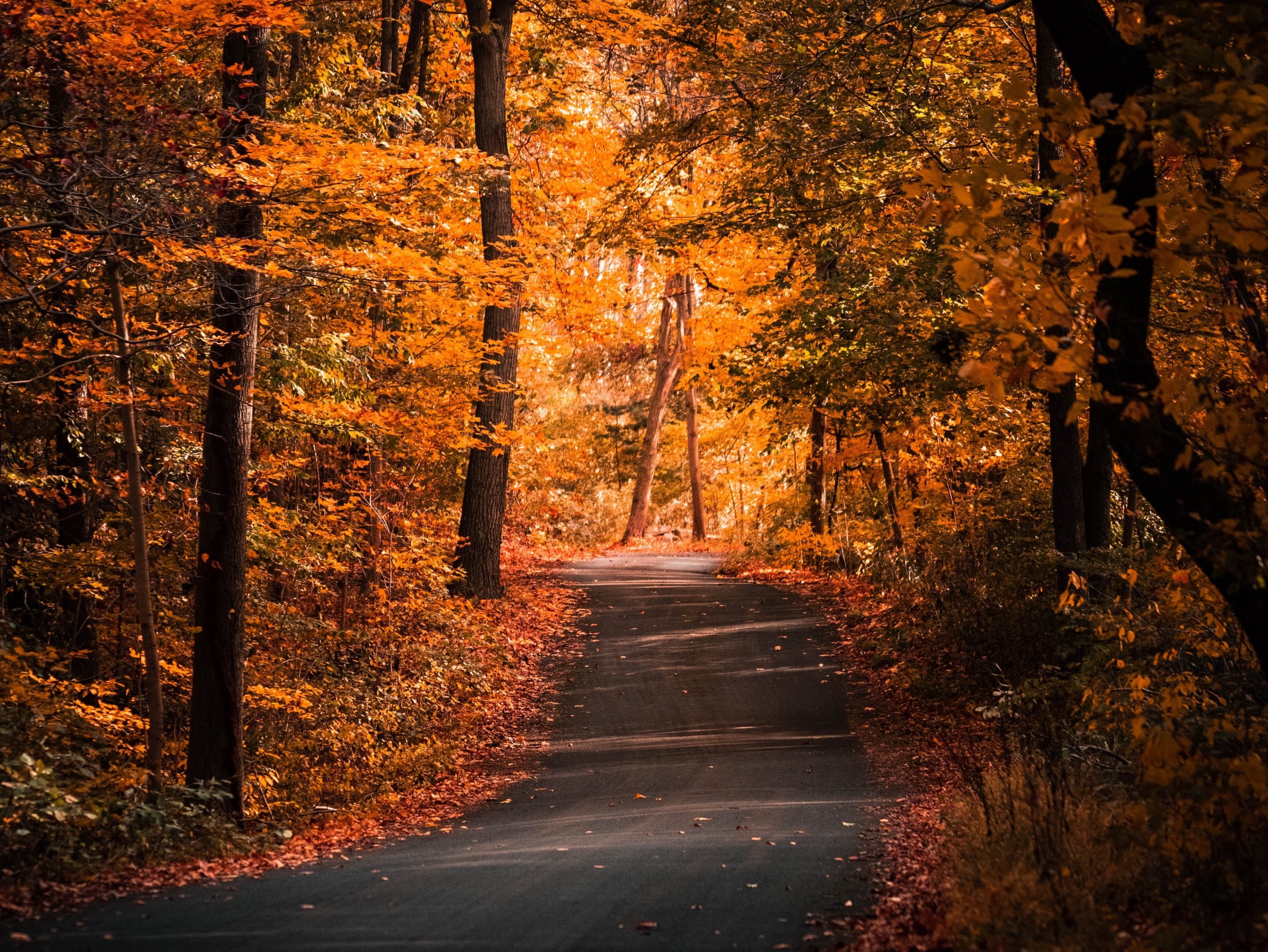 Southern Fall Day Fall in the South: Top Things To Do This Season | About Town